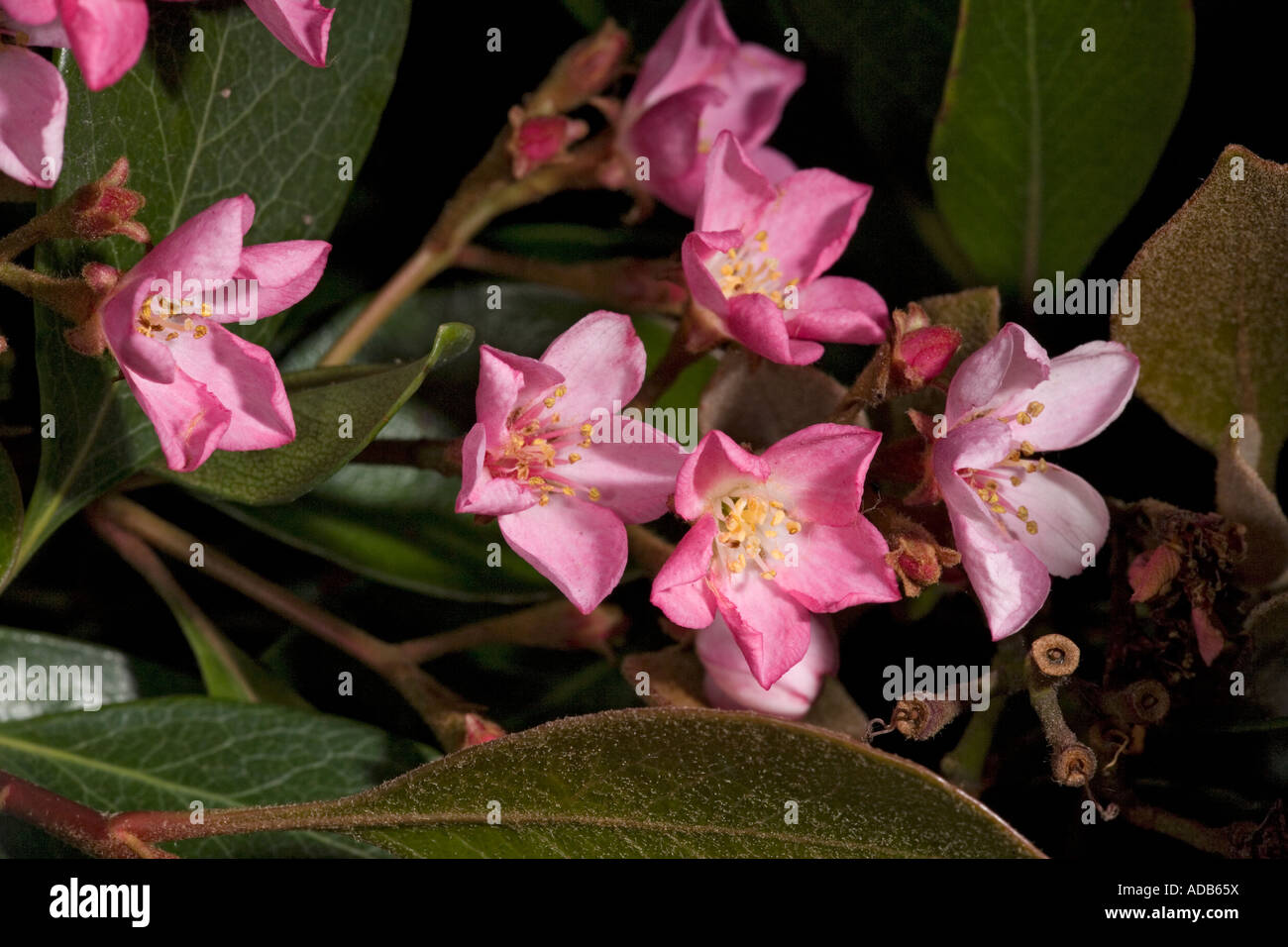 Greetings From Earth Are You Considering Planting Indian Hawthorne