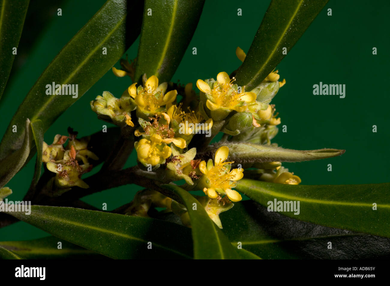 Water Gum (Tristaniopsis laurina), close-up Stock Photo