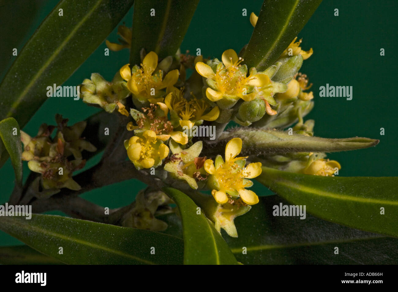 water gum or kanooka;  small tree from Australia widely planted as street tree. Tristaniopsis laurina or Tristania Stock Photo