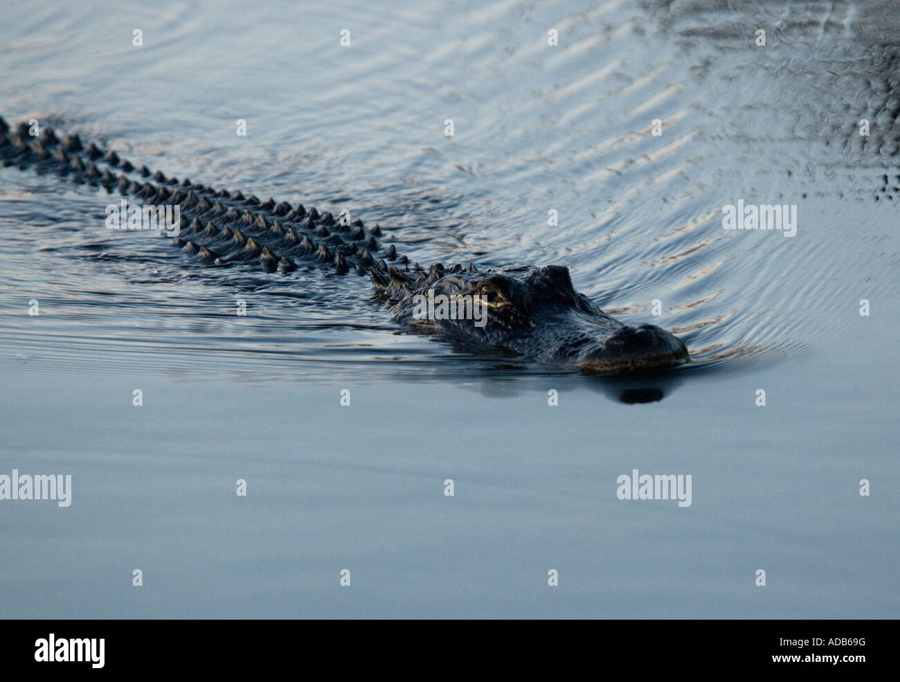 American alligator (Alligator mississippiensis) swimming Stock Photo