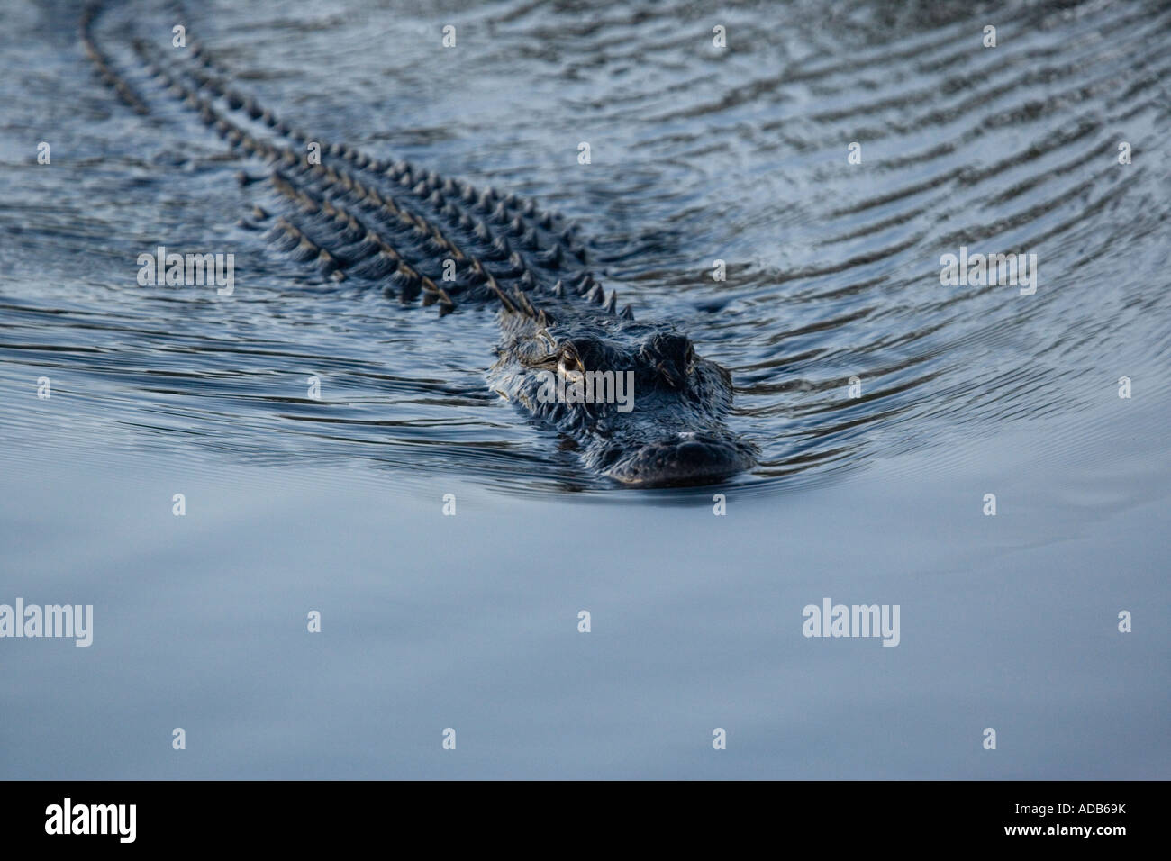 American alligator Alligator mississippiensis Stock Photo
