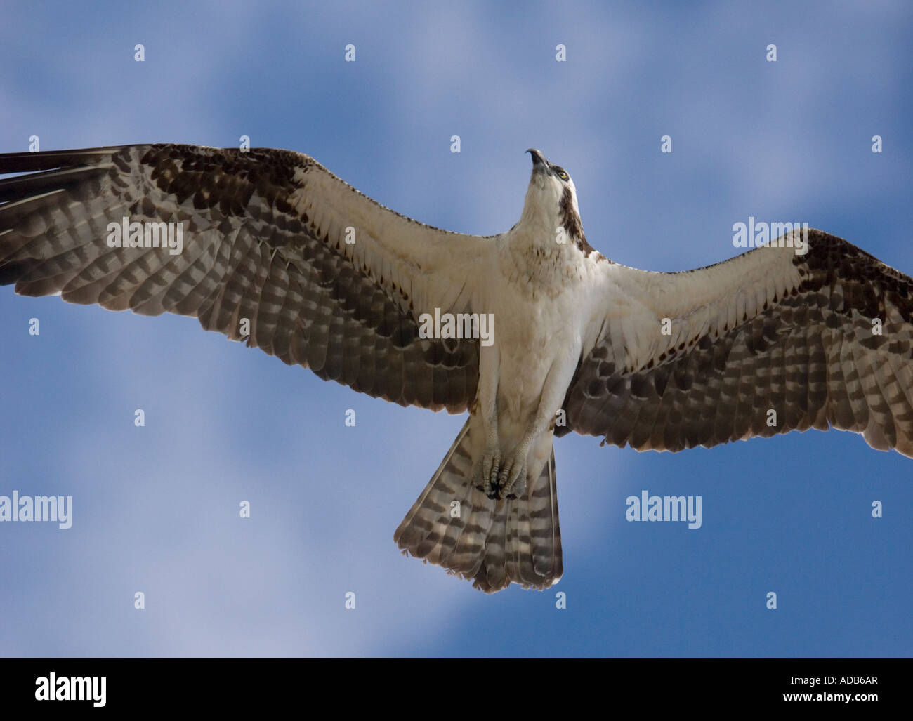Osprey (Pandion haliaetus) in flight, close-up Stock Photo