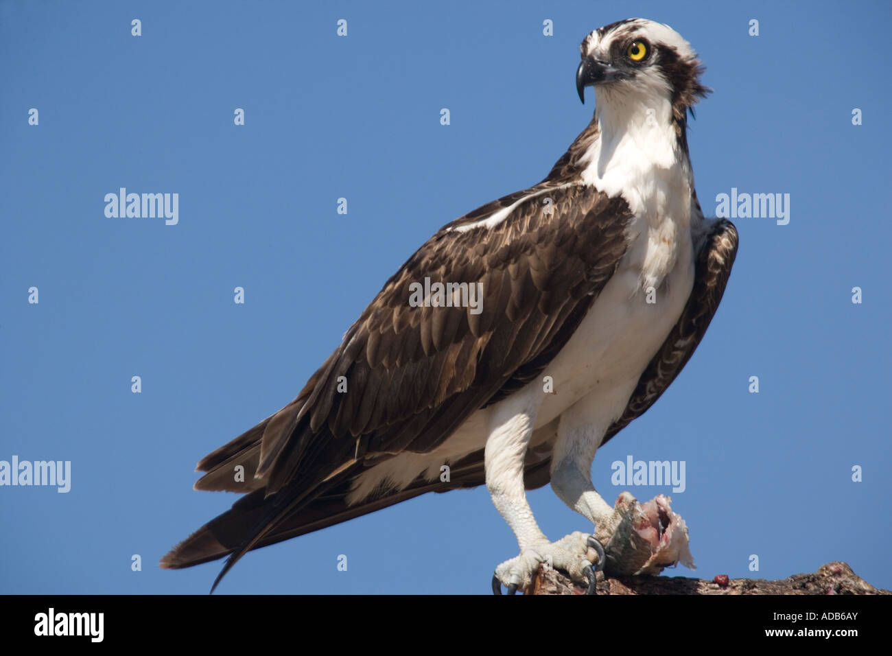 Osprey (Pandion haliaetus) perched, close-up Stock Photo