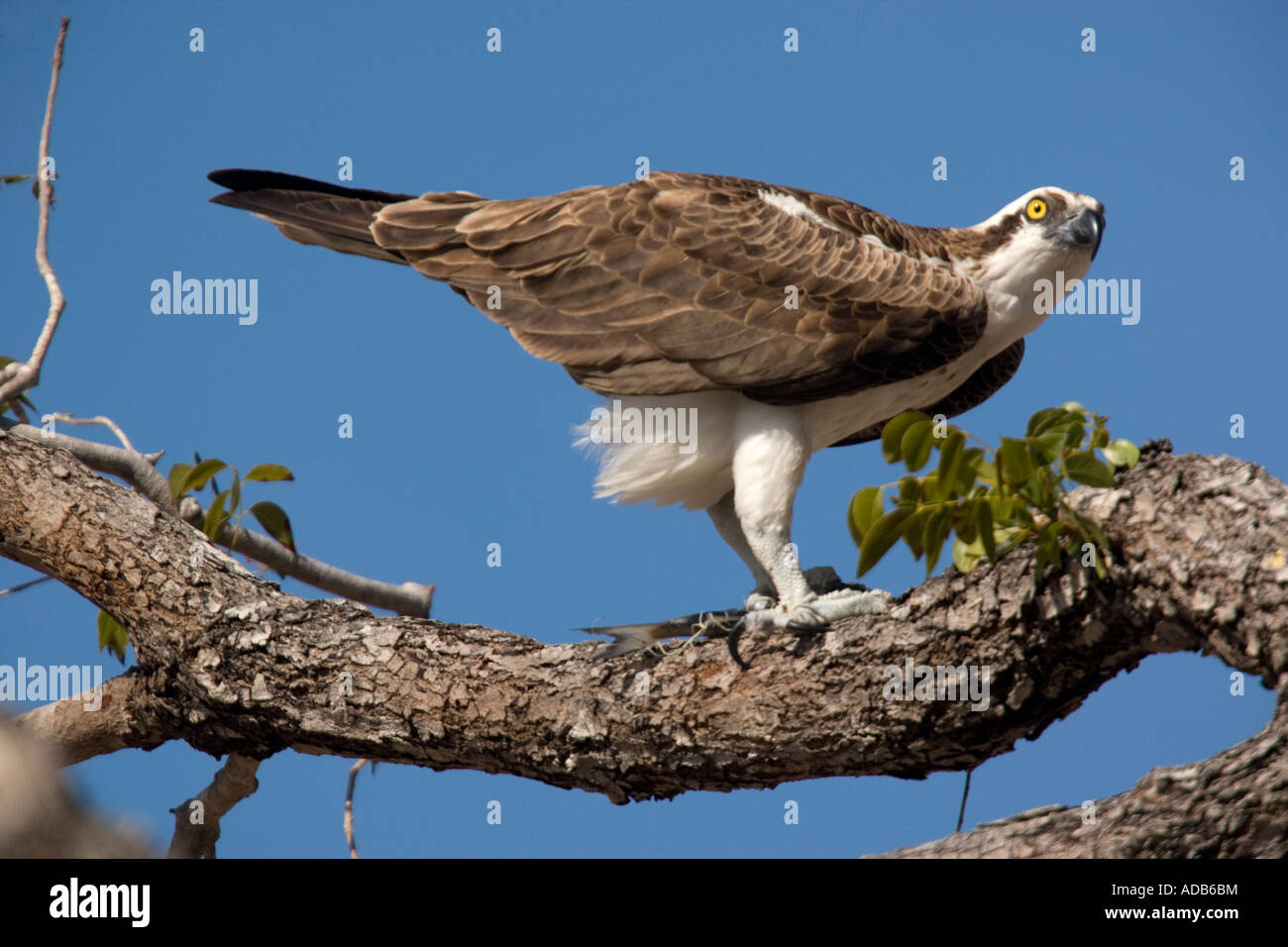Osprey perched Pandion haliaetus Stock Photo