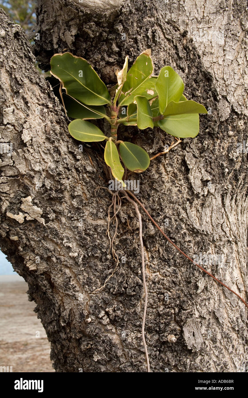 Seedling of Strangler fig germinating on host tree Stock Photo