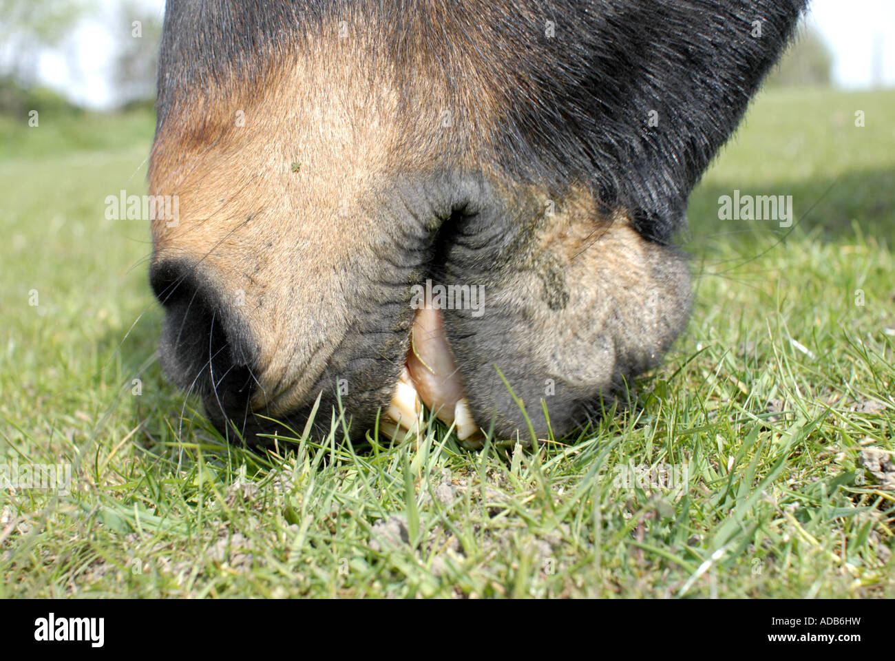 Laminitis horse hires stock photography and images Alamy