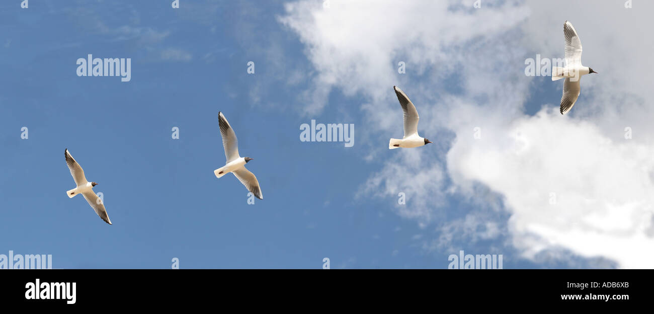 Seagull in flight. Stock Photo