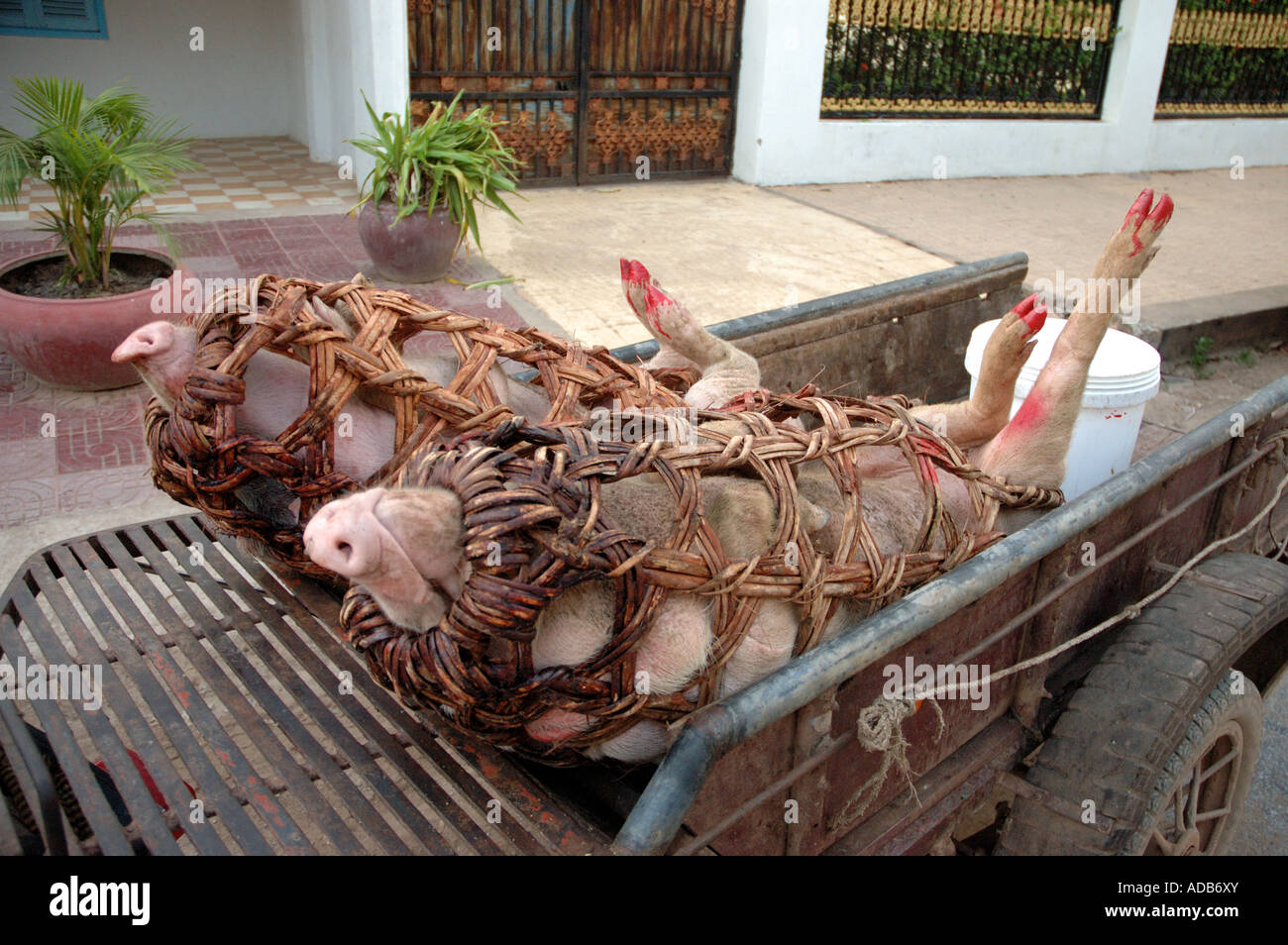 Pigs tied up hi-res stock photography and images - Alamy