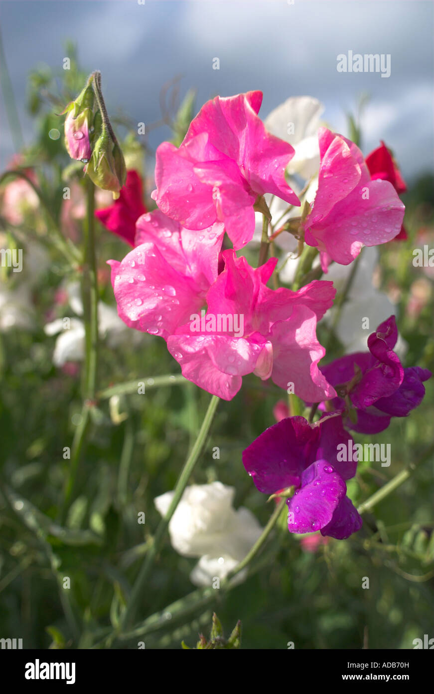 Crop of sweet pea plant in field. Stock Photo