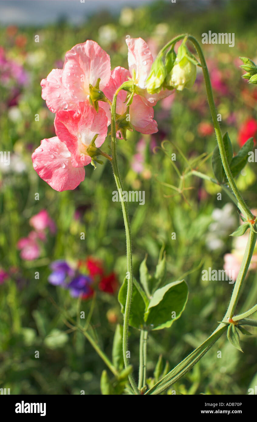 Crop of sweet pea plant in field. Stock Photo