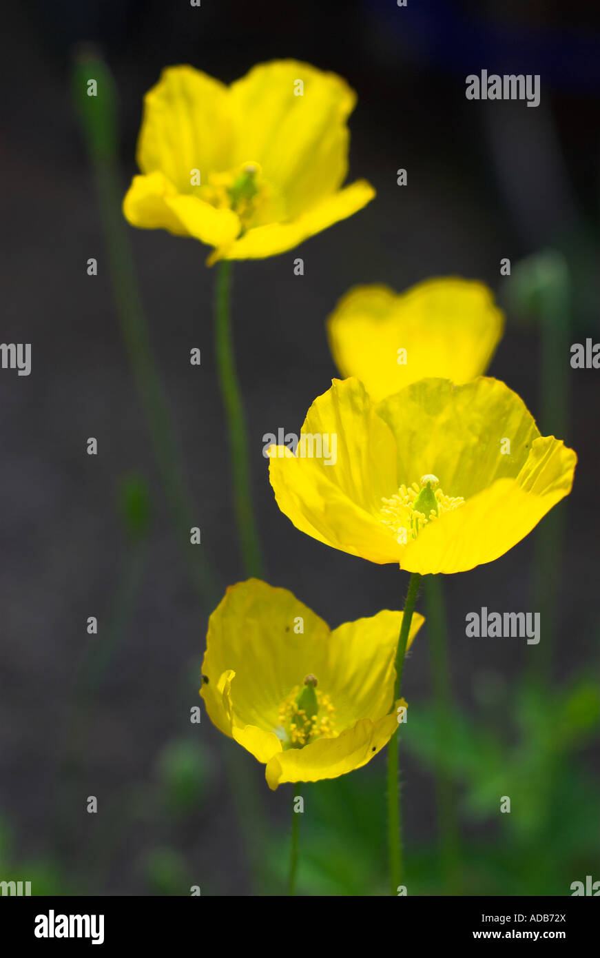 Welsh poppies. Stock Photo