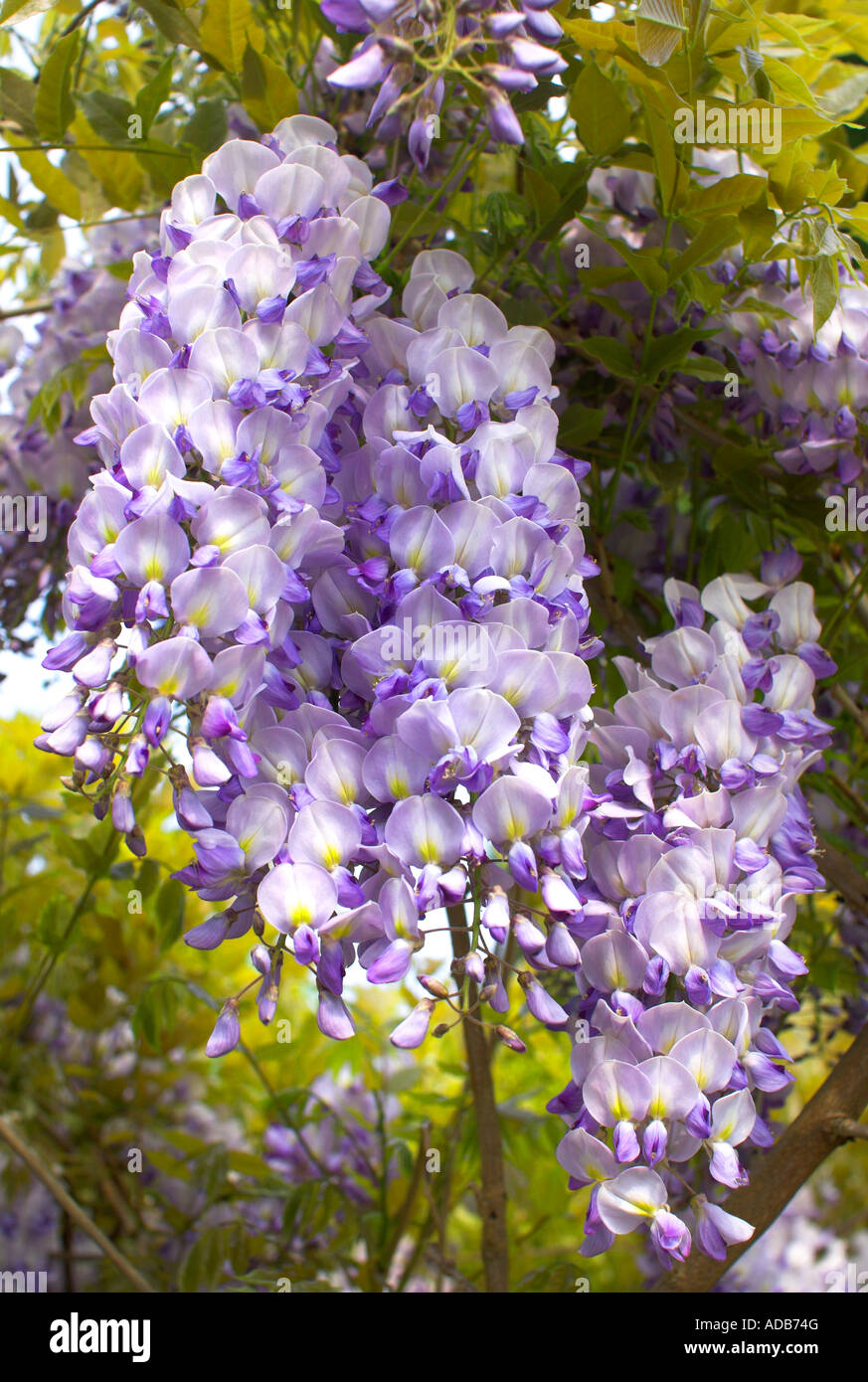 Wisteria in garden, Surrey, England Stock Photo Alamy