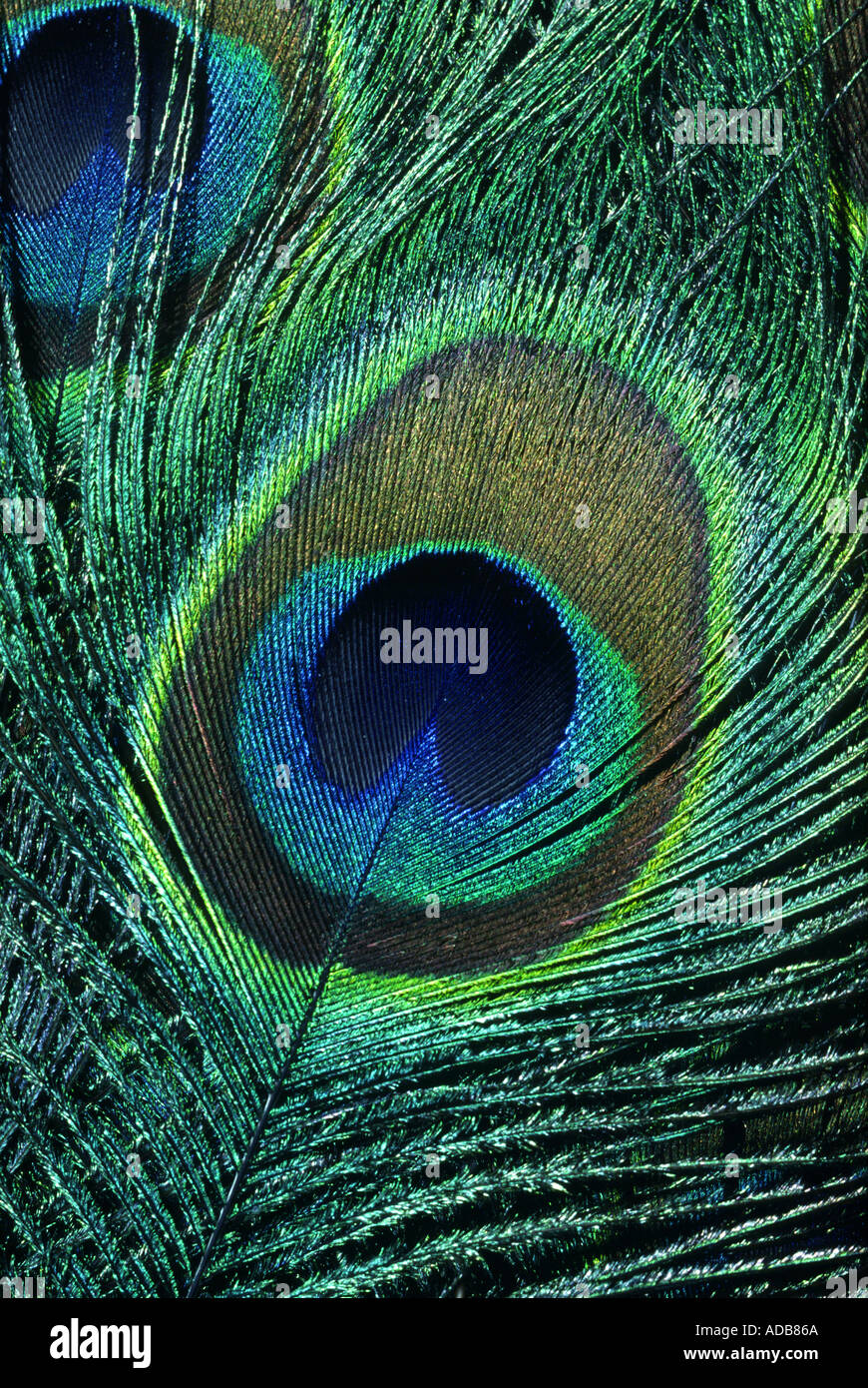 Detail of Male Peacock Tail Feather Stock Photo
