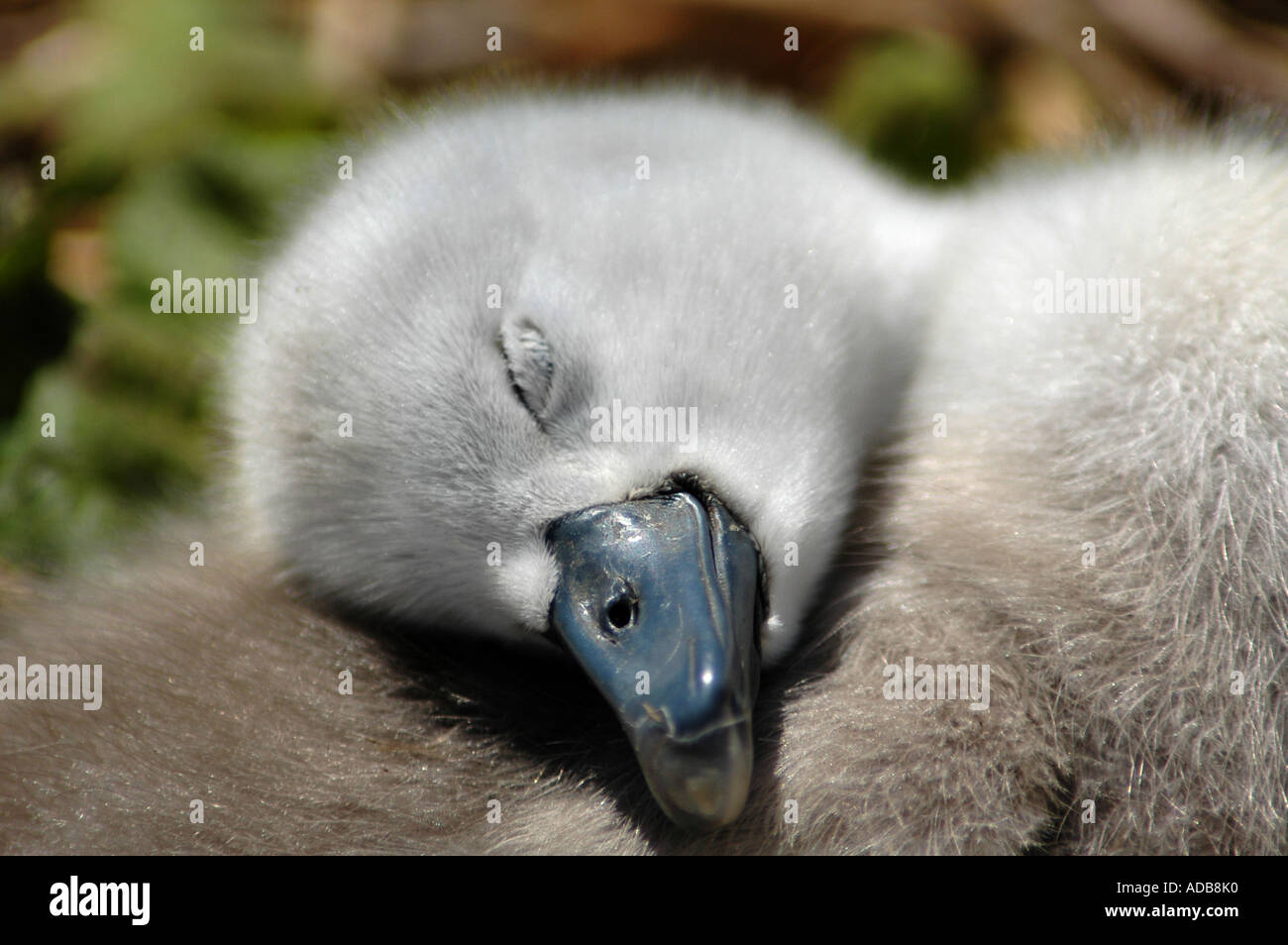 Baby swan - cygnet, sleeping at Abbotsbury swan santuary in June Stock Photo
