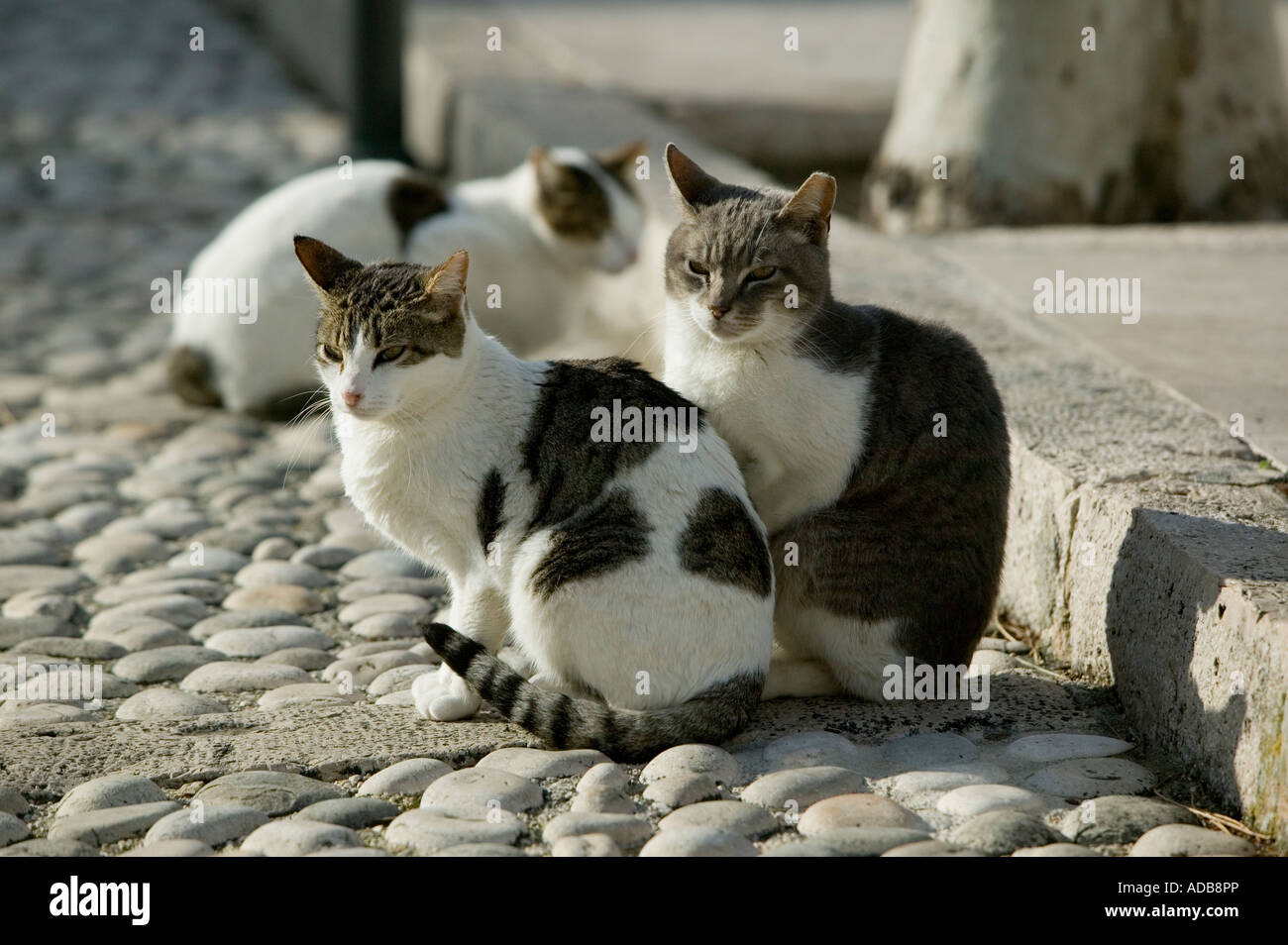 Feral cats gathered in Spanish street Stock Photo