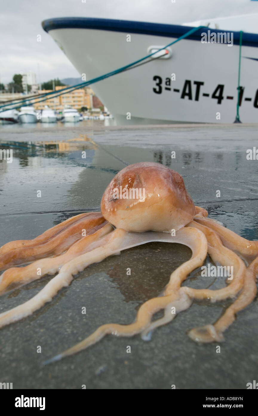 Octopus dropped from catch in commercial harbour Stock Photo