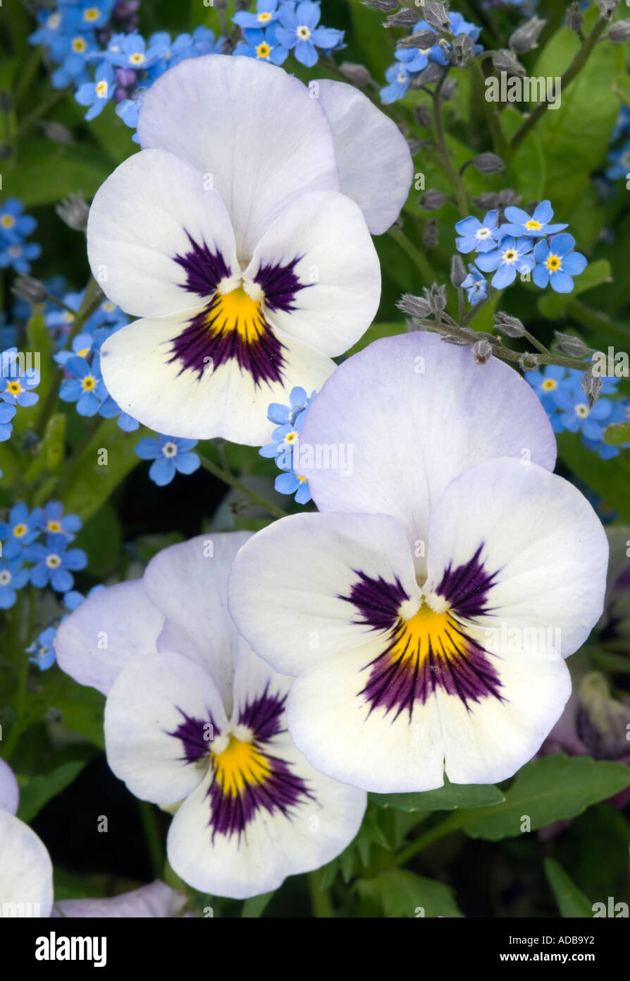 Pansies and Forget-me-nots Stock Photo