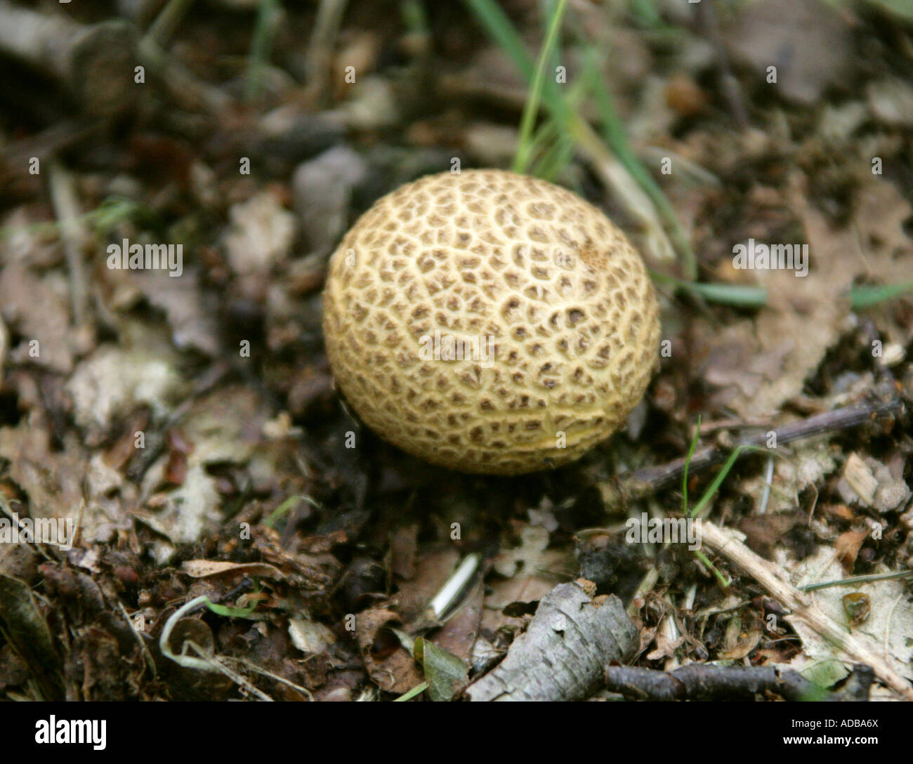 Common Earth Ball Fungus, Scleroderma citrinum, Sclerodermataceae Stock Photo