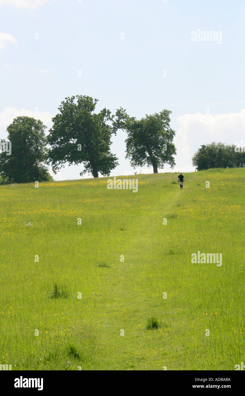 Chilterns Countryside Landscape with Oak Trees and Rambler Stock Photo ...