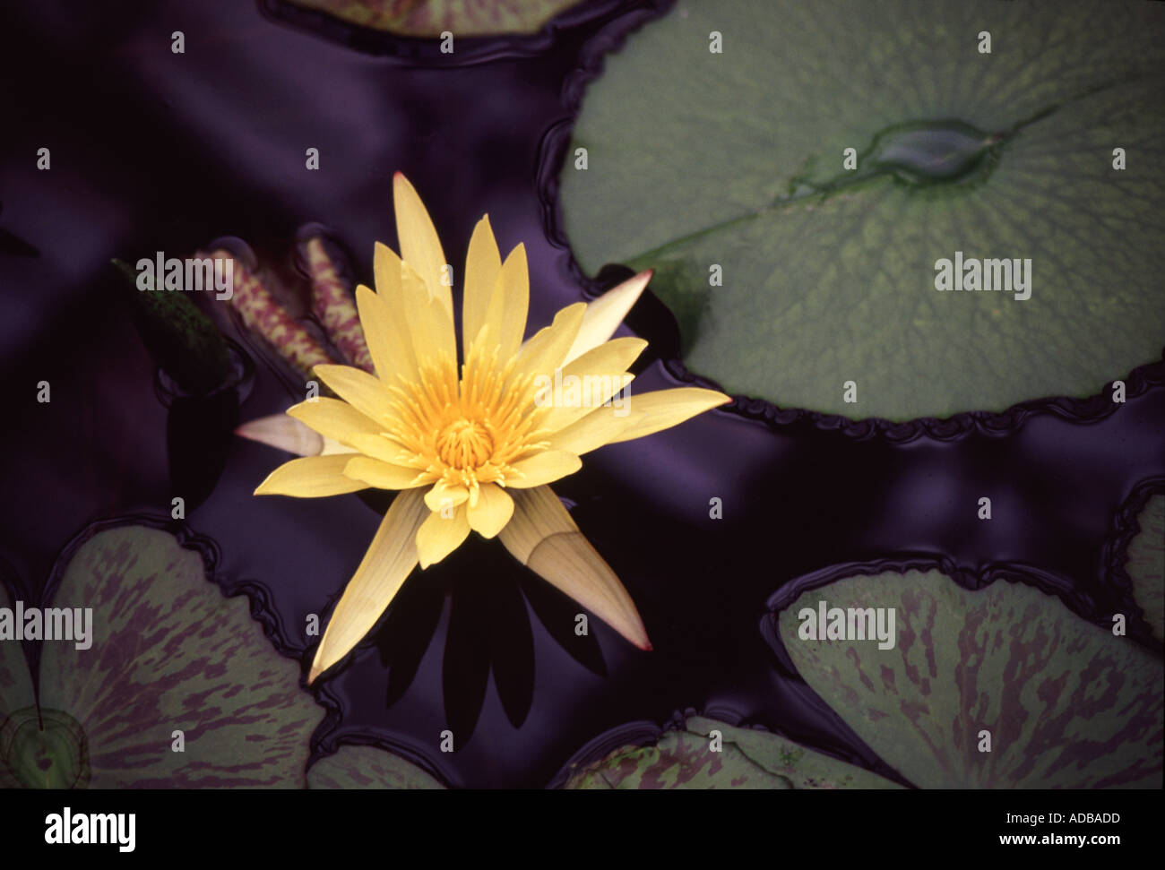 Yellow Water Lily, Nymphaea mexicana Stock Photo