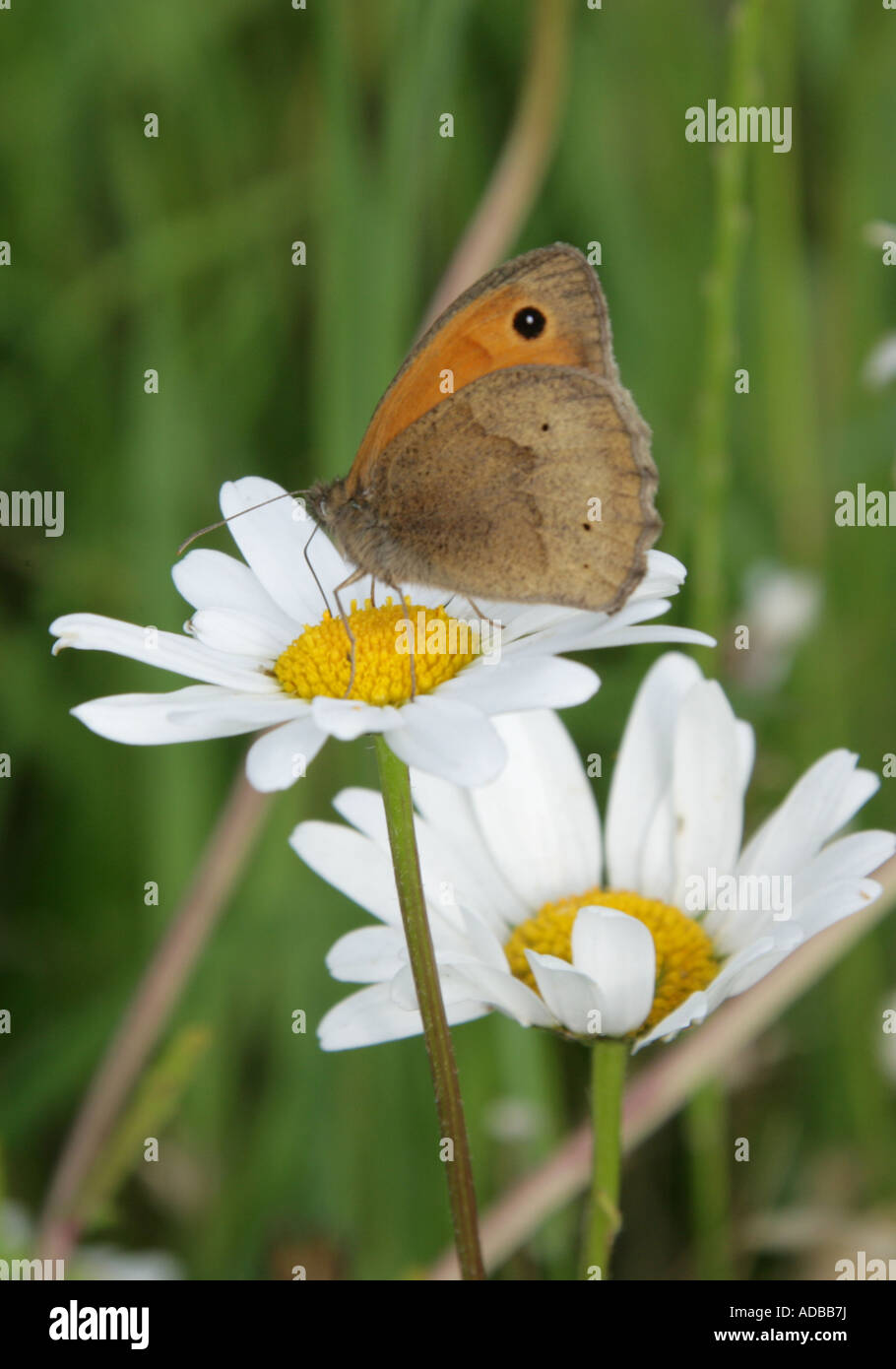Meadow Brown Butterfly, Maniola jurtina, on Ox Eye Daisies, Leucanthemum vulgare. Stock Photo