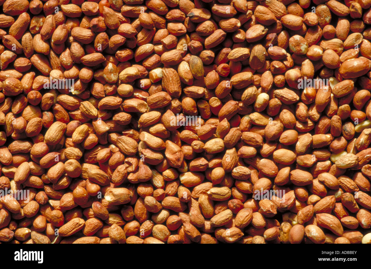 Peanuts, Arachis hypogaea, Fabaceae Stock Photo