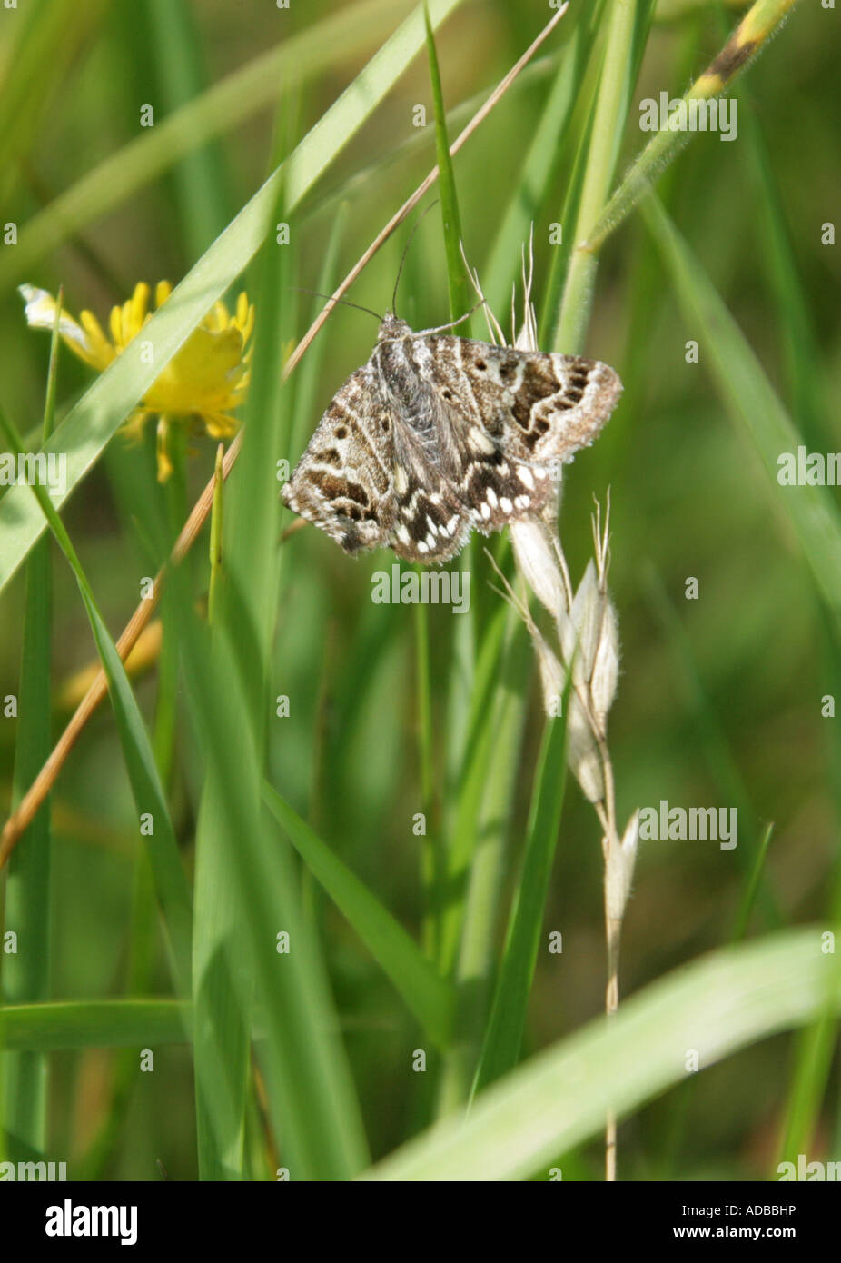 Mother Shipton Moth, Callistege mi, Euclidimera mi, Lepidoptera noctuidae Stock Photo