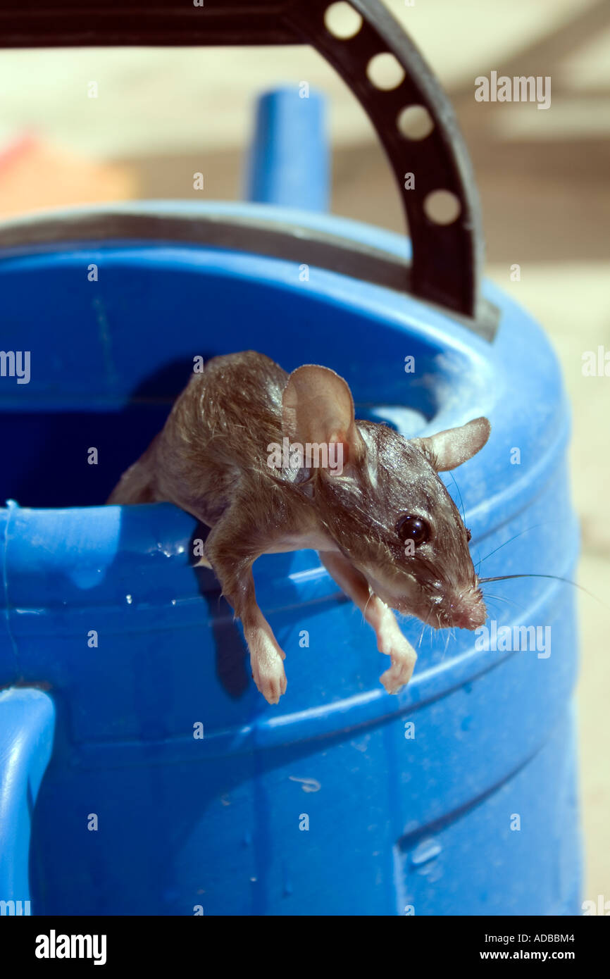 Wet rat hires stock photography and images Alamy