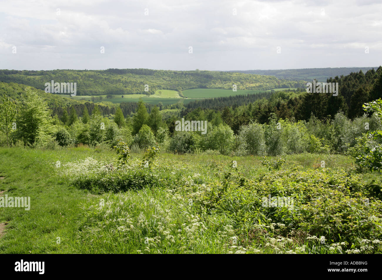A View of the Chiltern Hills from Wendover Forest, Buckinghamshire, UK