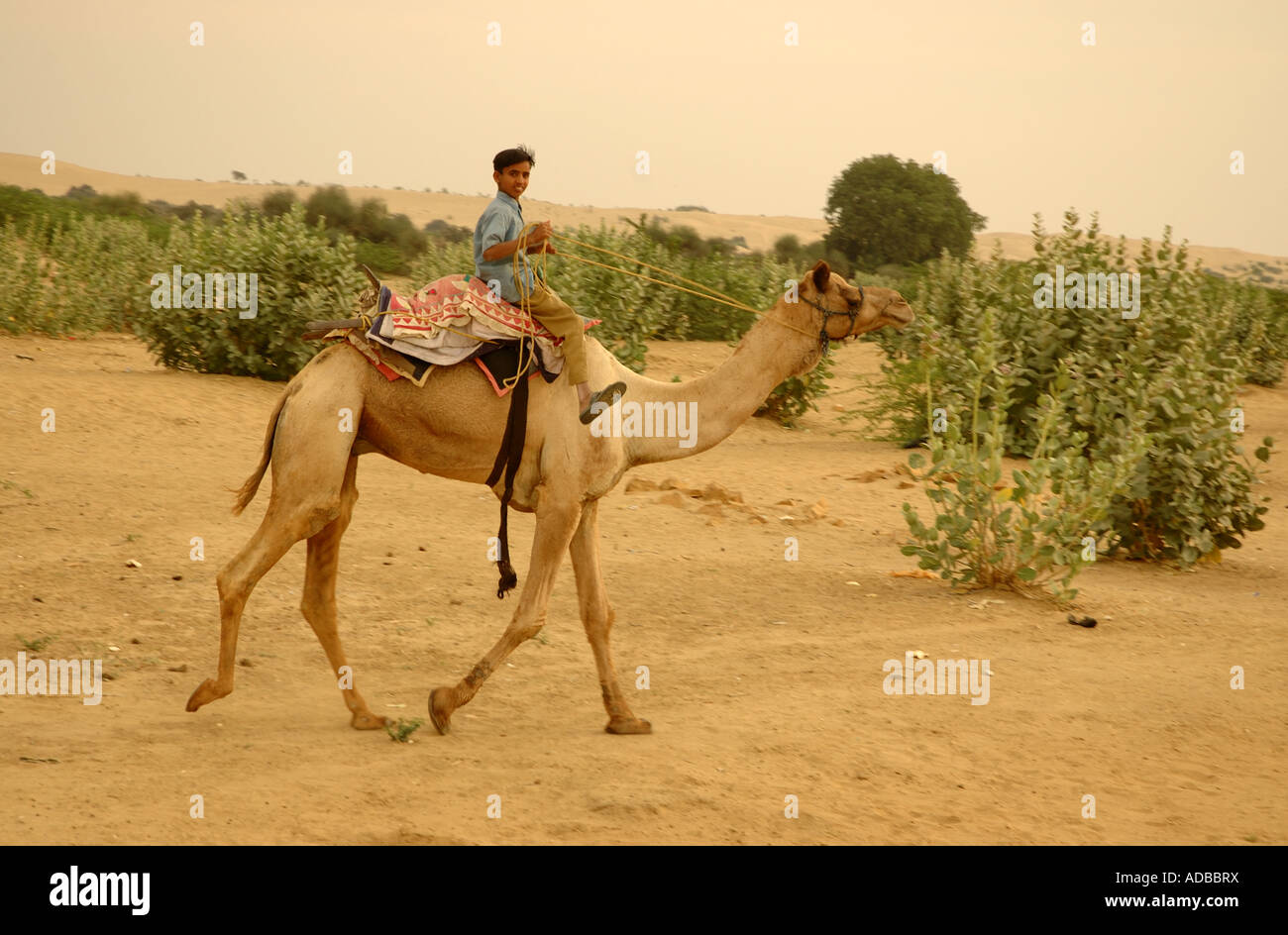 Boy riding a camel hi-res stock photography and images - Alamy