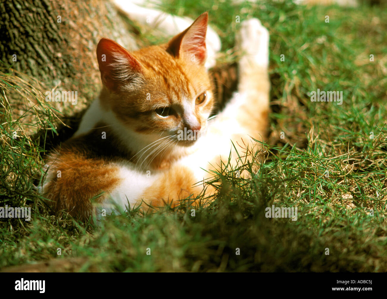west indies, caribbean, greater antilles, Stock Photo
