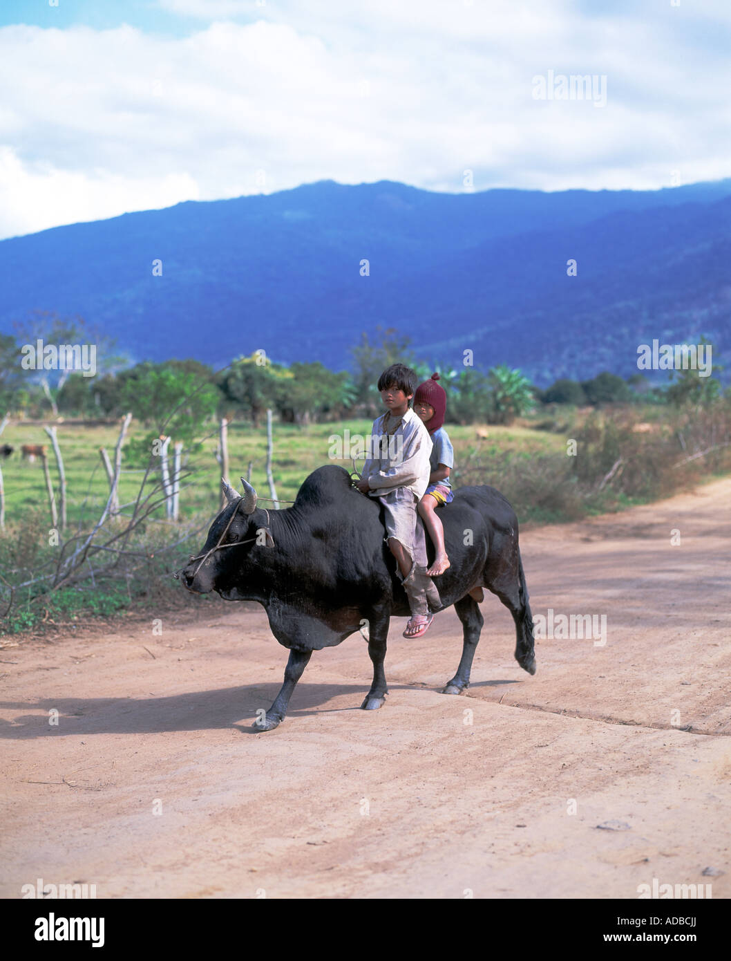 young kids riding along a dirt road on a cow/bullock along vietnamese landscape, Stock Photo