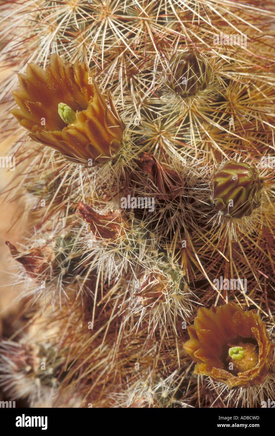 fargesia nitida 'volcano' Fargesia nitida ‚Volcano' / Fontänen Schirmbambus XXL main image 0