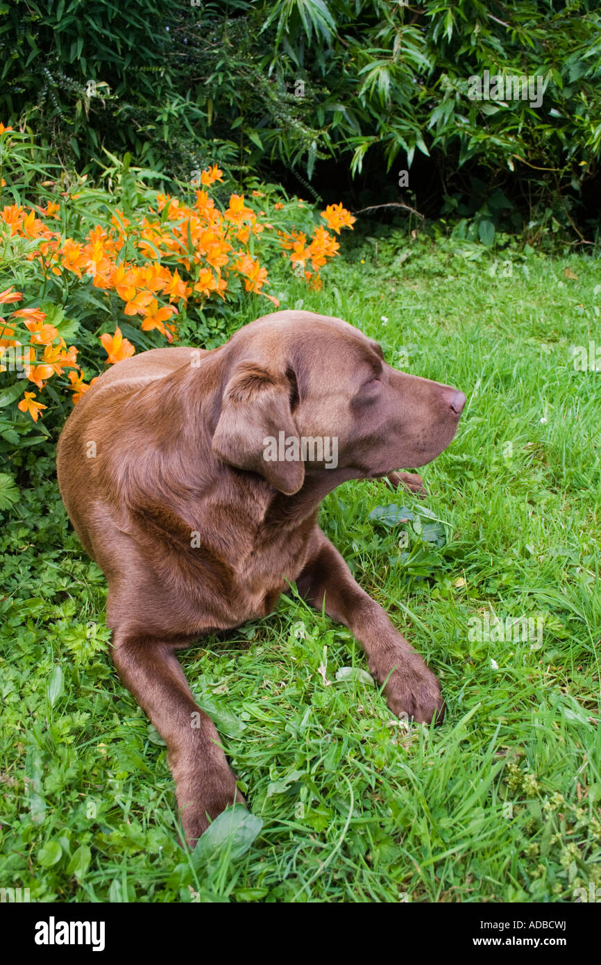 Chocolate brown labrador Stock Photo - Alamy