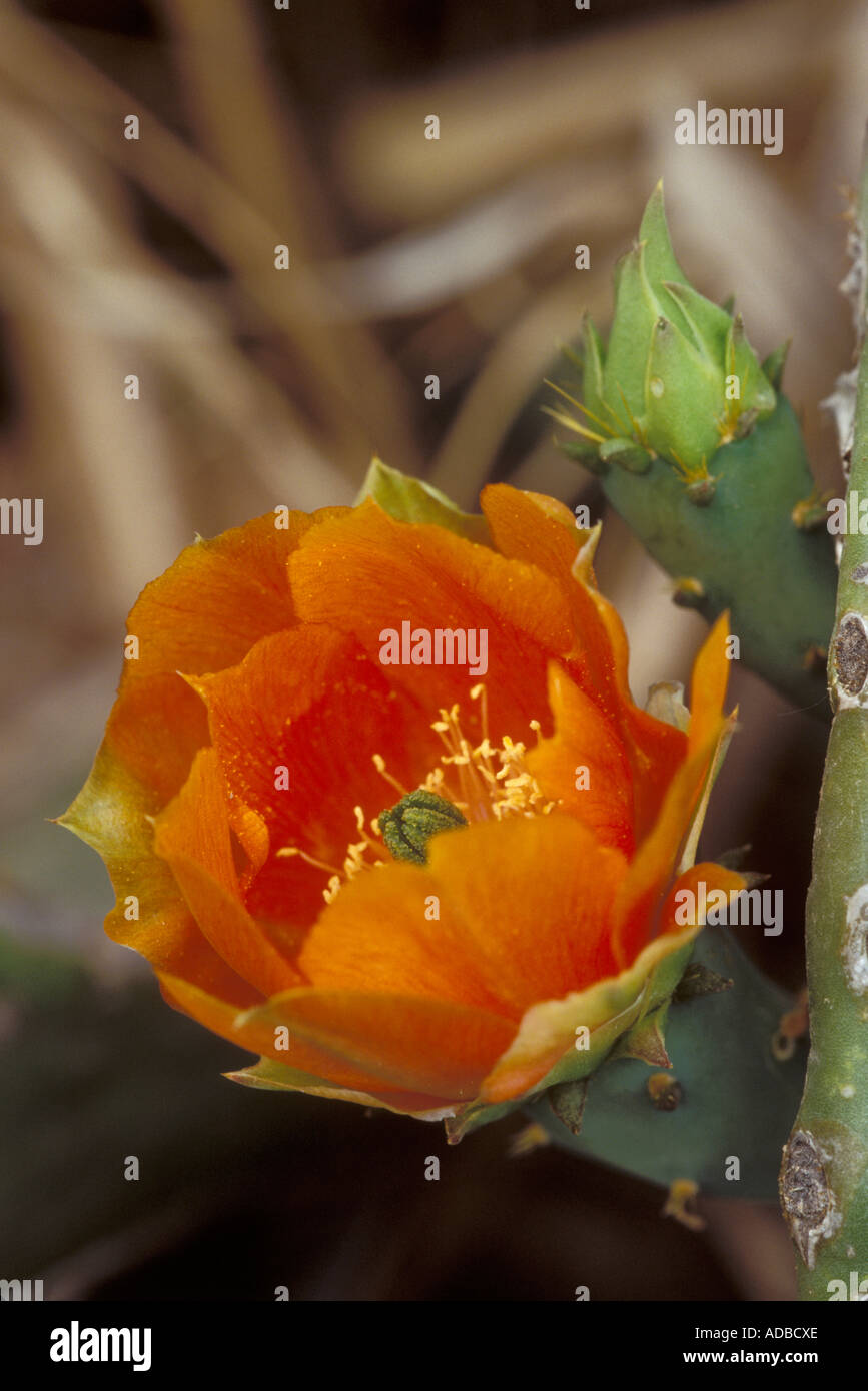 Engelmanns Prickly Pear, Opuntia engelmannii var. aciculata Stock Photo