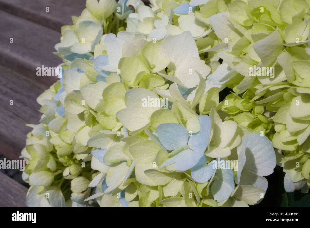 Hydrangea flower heads Stock Photo Alamy