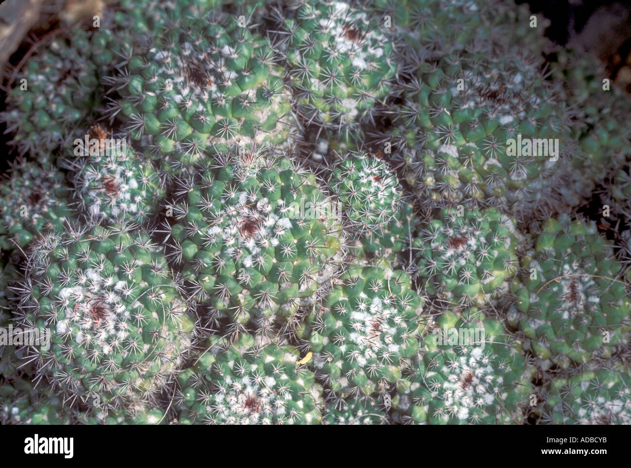 Mammillaria standleyi Stock Photo
