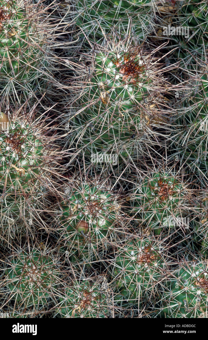 Mammillaria setispina hi-res stock photography and images - Alamy