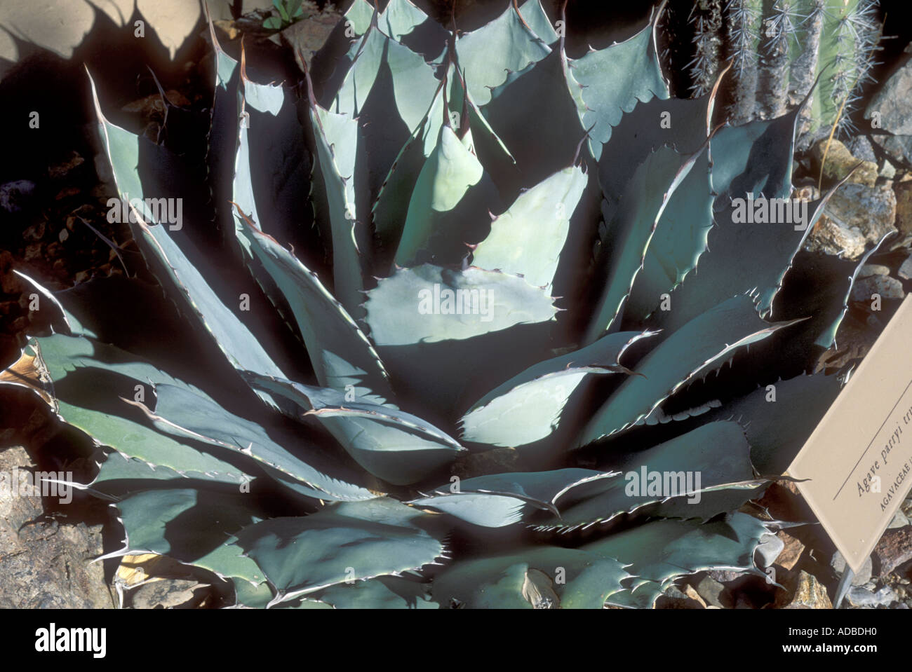 Agave parryi truncata Stock Photo