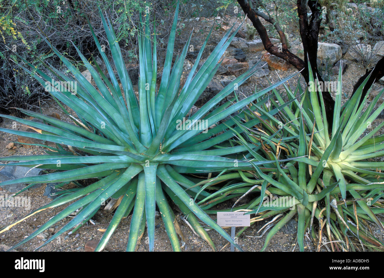 TÌNH YÊU CÂY CỎ ĐV4 - Page 25 Golden-agave-agave-chrysoglossa-ADBDH5