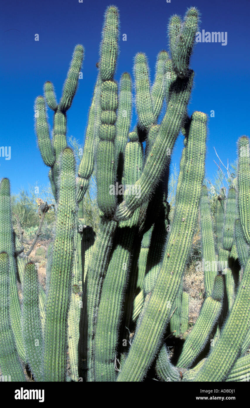 Organ Pipe Cactus, Cereus thurberi Stock Photo