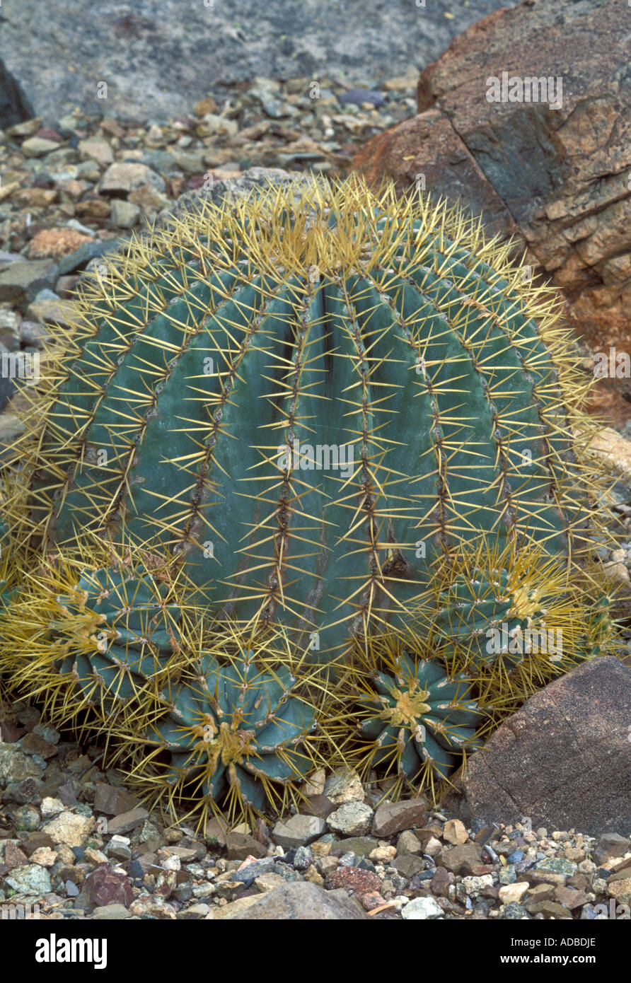 Blue Barrel Cactus, Ferocactus glaucescens Stock Photo