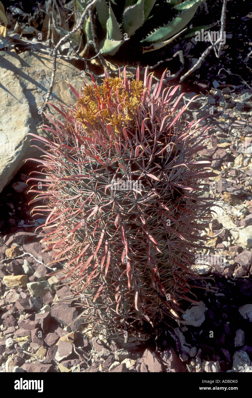 Baja Fire Barrel, Ferocactus gracilis gracilis Stock Photo