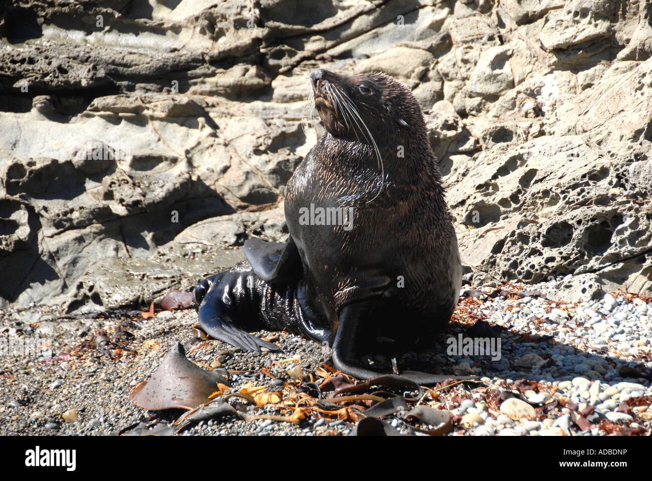 Fur seal East Coast South Island New Zealand Stock Photo Alamy