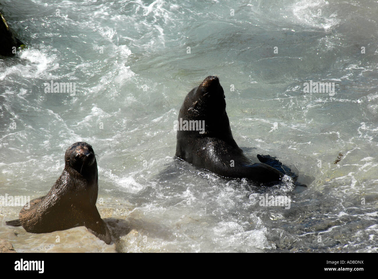 Two fur seals in surf East Coast South Island New Zealand Stock Photo