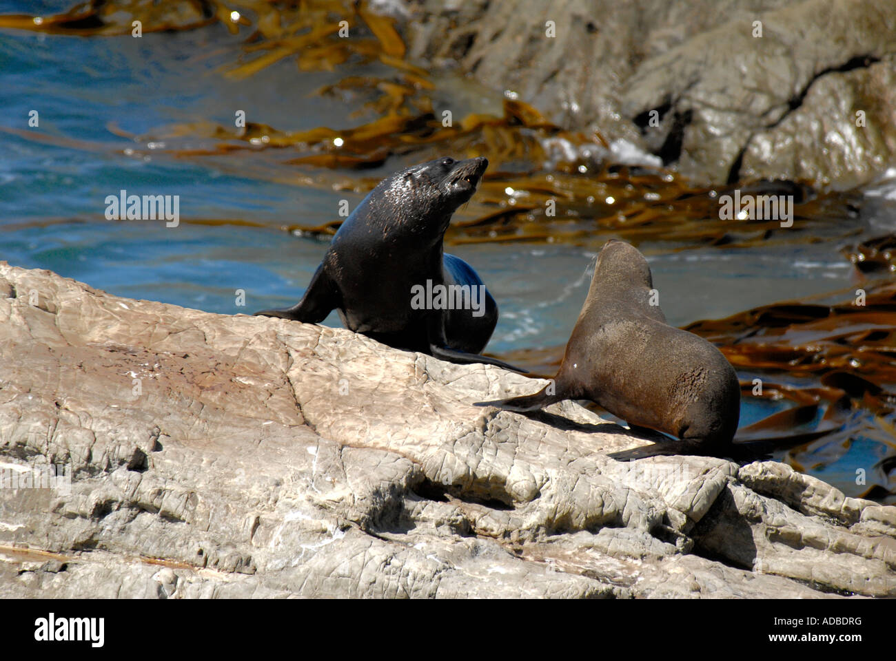 Two fur seal East Coast South Island New Zealand Stock Photo