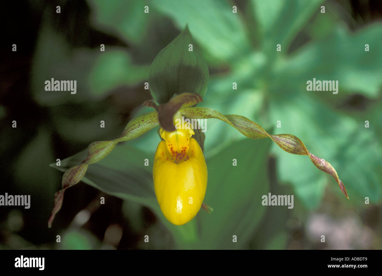 Small Yellow Ladyslipper, Cypripedium calceolus, var. parviflorum Stock Photo