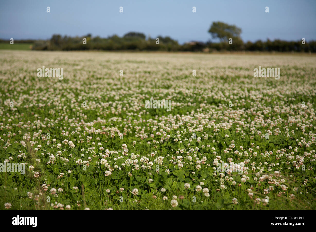field of clover with white flowers trifolium repens Stock Photo - Alamy