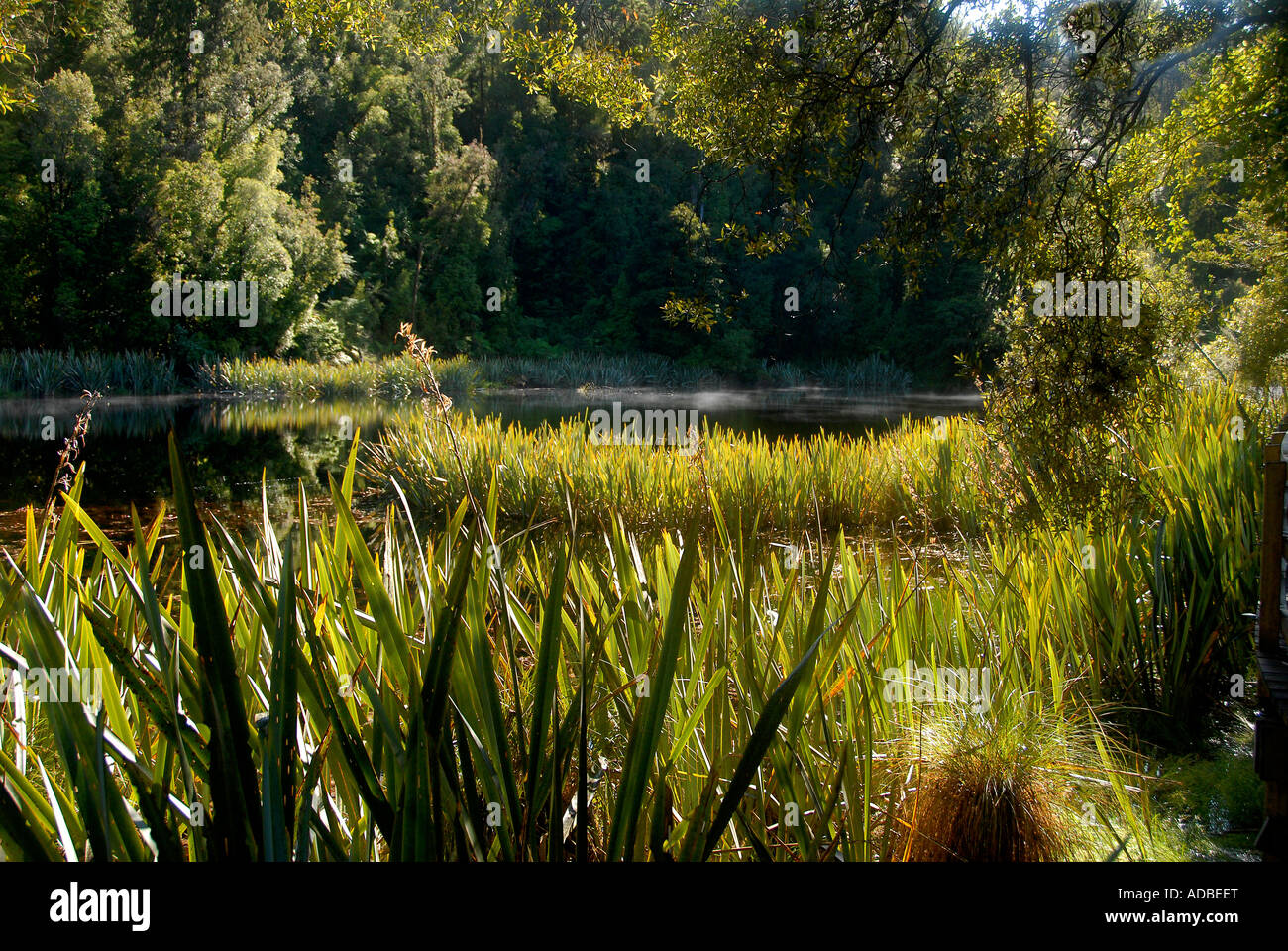 Lake Matheson South Island New Zealand Stock Photo - Alamy