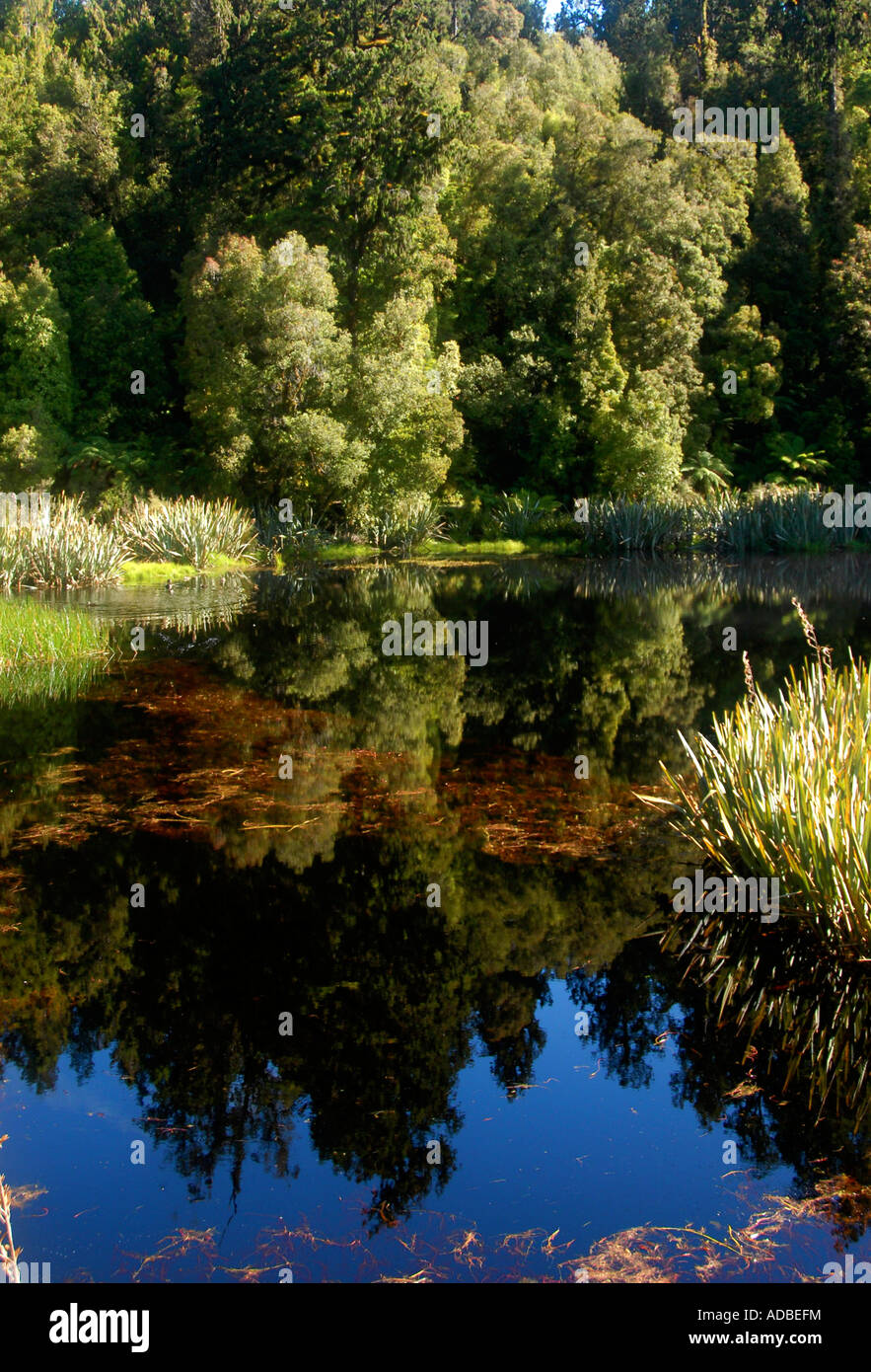 Lake Matheson South Island New Zealand Stock Photo - Alamy